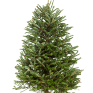Real Christmas Tree